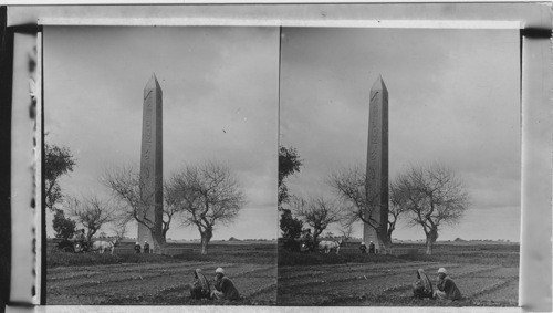 The obelisk a Heliopolis, Egypt