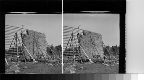 Sweden - Drying wheat on racks at Sackergrans, Vasterhatten Province