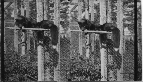 Close view of a male & female Silver Black Fox in pen. Female laying down showing tail. Rosbank Fur Farms, Ltd. Southport, P.E. Island