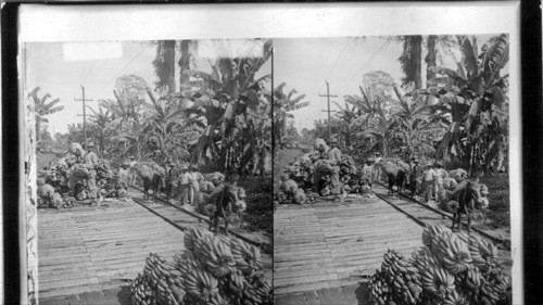 Loading station on banana plantation, Zent, Costa Rica