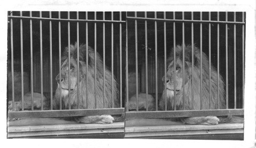 The Lord and Lion of Central Park Zoo, N.Y