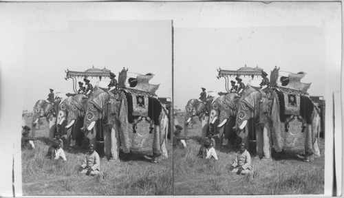 India. State Elephants of Mah of Gwalior, Durbar, Delhi