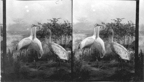 The whooping crane, formerly in the Miss. Valley, now rare. The sported one is an immature bird. Scene Deep River, Northern Indiana. Field Museum, Chicago