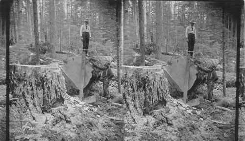 A felled tree ready for the sawyers to but into logs, Oregon