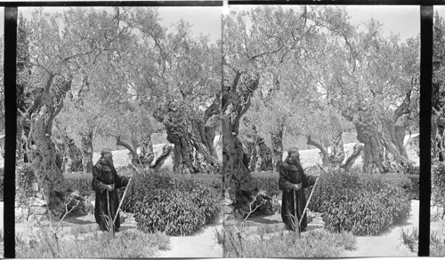 Olive trees in the Garden of Gathsemane, Jerusalem, Palestine