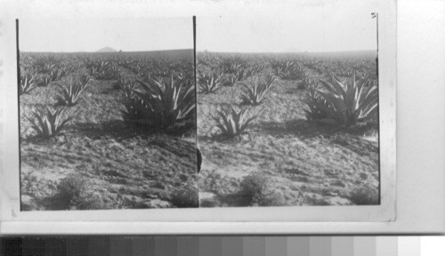 Maguey Fields In Mexico