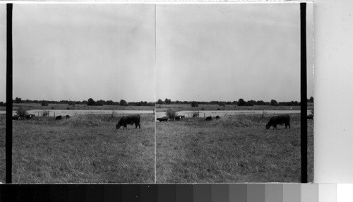 Cattle at water hole, Western Tex