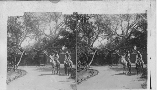 The Virgin’s Tree, traditionally where Mary rested during her flight into Egypt, near Heliopolis