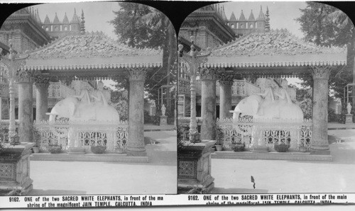 Inscribed on recto: 9162. ONE of the two SACRED WHITE ELEPHANTS, in front of the main shrine of the magnificent JAIN TEMPLE, CALCUTTA, INDIA