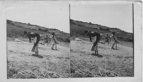 A threshing floor and a view of Endor from the Plain of Edrelon, Palestine