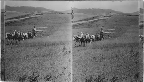 Montana? Reaping Grain