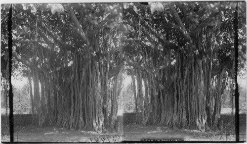 Banyan tree, Honolulu