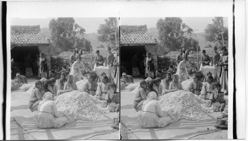 Women sorting large piles of silk Cocoons. Antioch. Syria