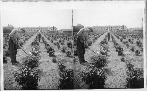 New Jersey. Cultivating peppers on a farm in N.J