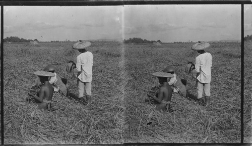 Harvesting Rice, Philippines