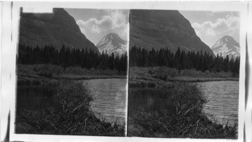 A Beaver Dam Near Trail to Gunsight Lake, Glacier National Park. Montana