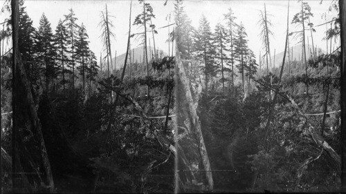 Looking down in Lynn Canyon about 10 miles out of Vancouver. B.C. Canada