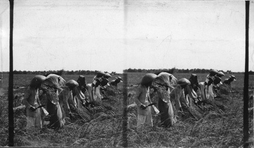 Harvesting Rice, P.I