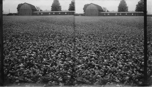 Buckwheat in Blossom on a Pennsylvania Farm