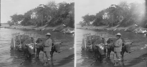 Water Vendor and Ox Cart on Lake Managua's Strand. Managua. Nicaragua. C.A