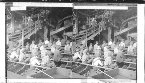 Boys picking slate in a great coal breaker. Anthracite Mines. Pa