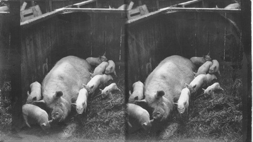 Canadian Pork, Guelph Model Farm, Canada