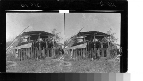 Dried salmon at Indian camps along the Yukon river Alaska