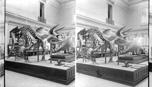 A Horned Dinosaur of the Cretacean Period. Old National Museum. Wash. D.C. [Smithsonian Institute, National Museum of Natural History]