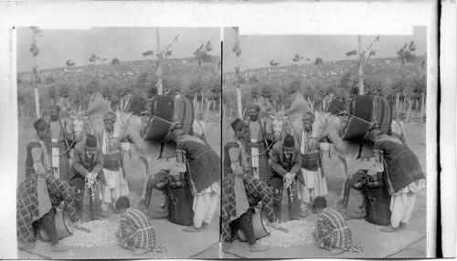 A silk merchant selecting cocoons, export agent buying for France. Antioch, Syria