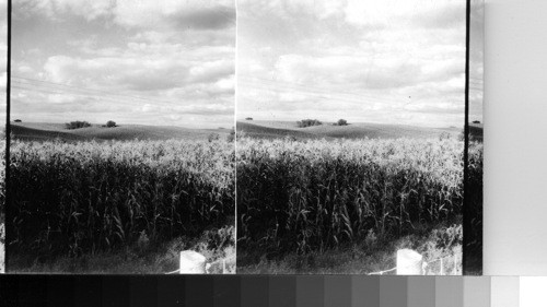 Lincoln Highway, Beautiful Field of Corn, Iowa