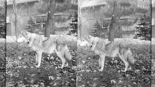 Beautiful Gray Wolf - terror of ranchmen in the west. Bronx Park. N.Y.C