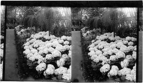 Interior of Conservatory, Washington Park, Chicago, Ill