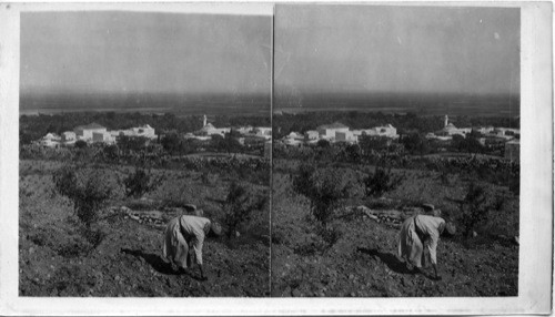 Jenin Acneient Engannim and the Plains of Jezrill, Palestine