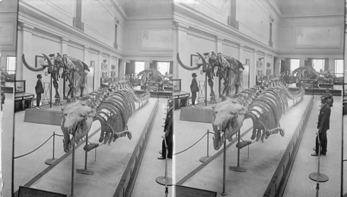 Skeleton of a Huge Extinct Mammal (Leug Lodon) (?) that lived in the pre-Glacial Period. [Smithsonian Institute, National Museum of Natural History]