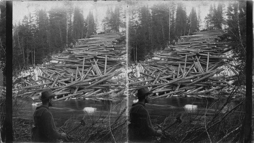 Landing and Scaling Logs, Aroostork [Arovstork] Woods, Maine. Logs form [from] Forest Delivered [Delivered] at Stream