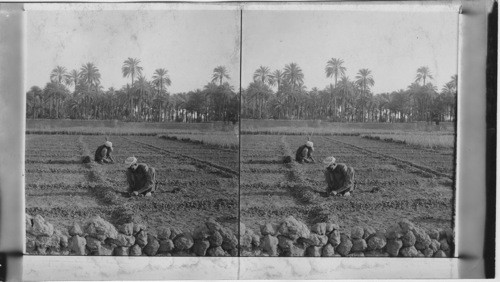 A Nile farm, showing method of irrigation, Egypt