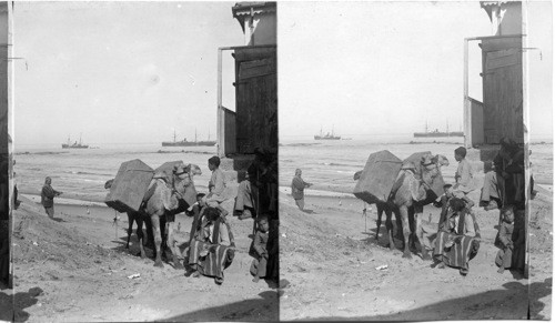 Laden camels coming from the Landing Place - Jaffa, Palestine