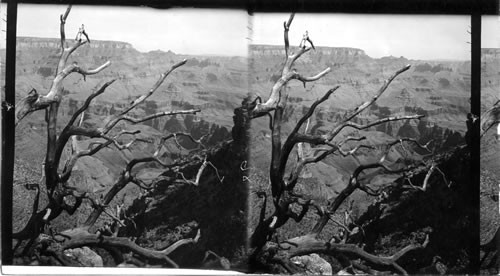 Grand Canyon, North over Red Canyon. Ariz