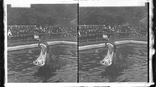 Hippopotamus Feeding, Central Park, N.Y., U.S.A