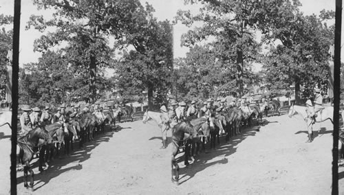 Horses at St. Louis W. [World's] Fair, Missouri