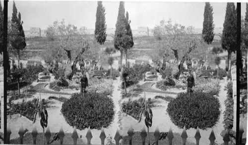 Garden of Gethsemane, Jerusalem, Palestine