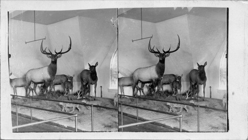 A group of American Elk placed in the University Museum, Lawrence. By Prof. Dyche, the famous naturalist