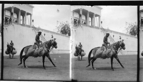 A Horse of the Maharaja, Udaipur. India