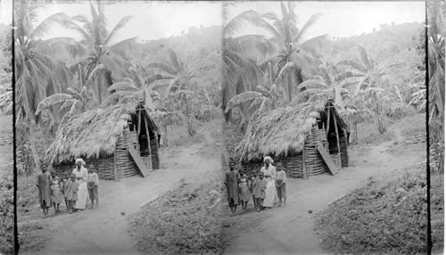 Native home among the palms. Jamaica