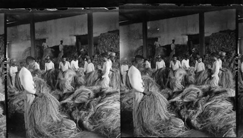 Assorting the hemp fiber in a rope factory, Manila, Philippine Islands