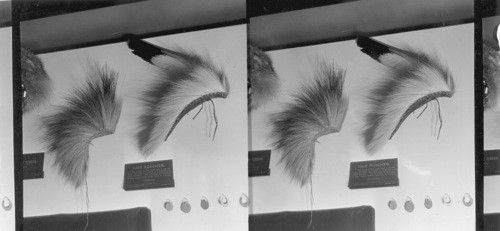 Hair Roaches - Field Museum, Chicago, Ill