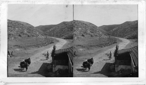 The Entrance to the Wadi Ali or Valley of Ali Palestine