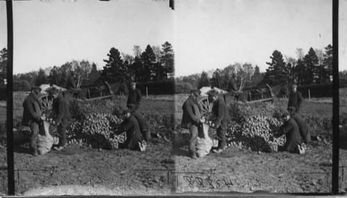 Sorting Potatoes, Experimental Farm. Charlottetown. Prince Edward Island