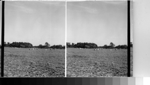 Angora Goats grazing on Edwards Plateau, Western Tex