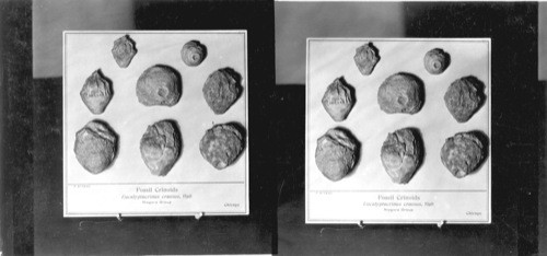 Fossil Cronoids P5178-80. Eucalyptocrinus Crassus Hall. Niagara Group, Chicago. Field Museum, Chicago, Ill